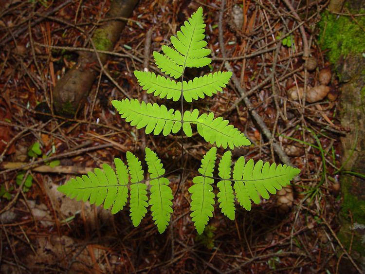 Gymnocarpium dryopteris Gymnocarpium dryopteris northern oak fern Go Botany