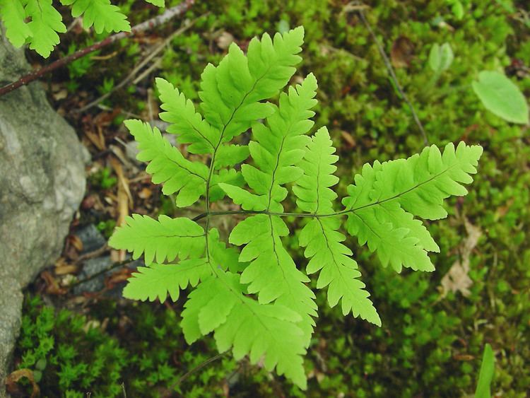 Gymnocarpium dryopteris Gymnocarpium dryopteris northern oak fern Go Botany