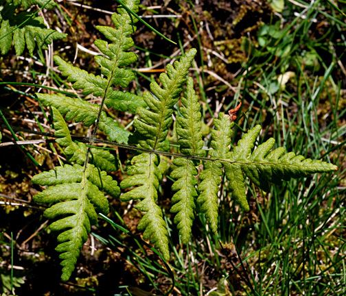 Gymnocarpium robertianum Gymnocarpium robertianum