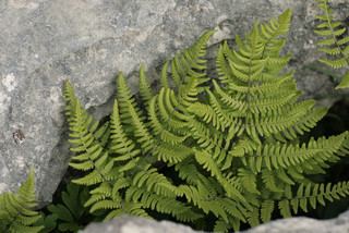 Gymnocarpium robertianum Gymnocarpium robertianum Scented oakfern Discover Life