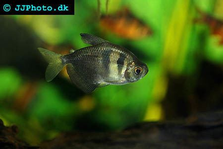 Gymnocorymbus Blackskirt Tetra Gymnocorymbus ternetzi Profile with care