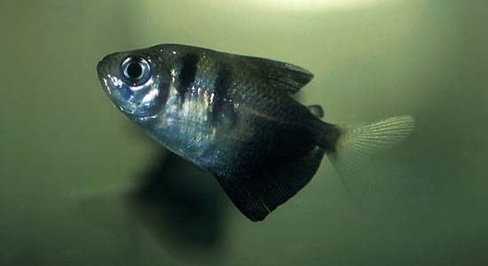 Gymnocorymbus Gymnocorymbus ternetzi Black Widow Tetra Seriously Fish