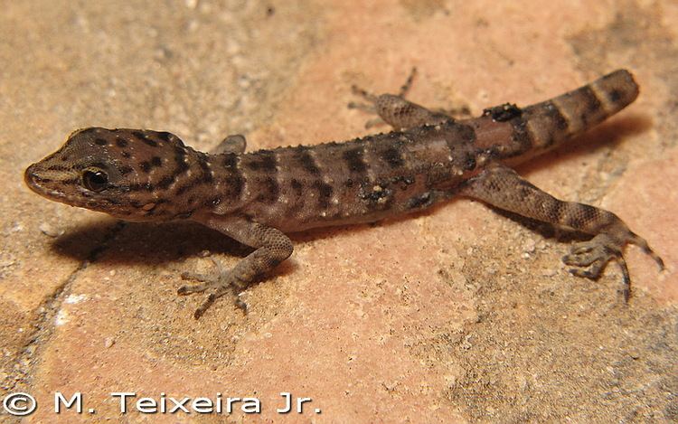 Gymnodactylus CalPhotos Gymnodactylus vanzolinii