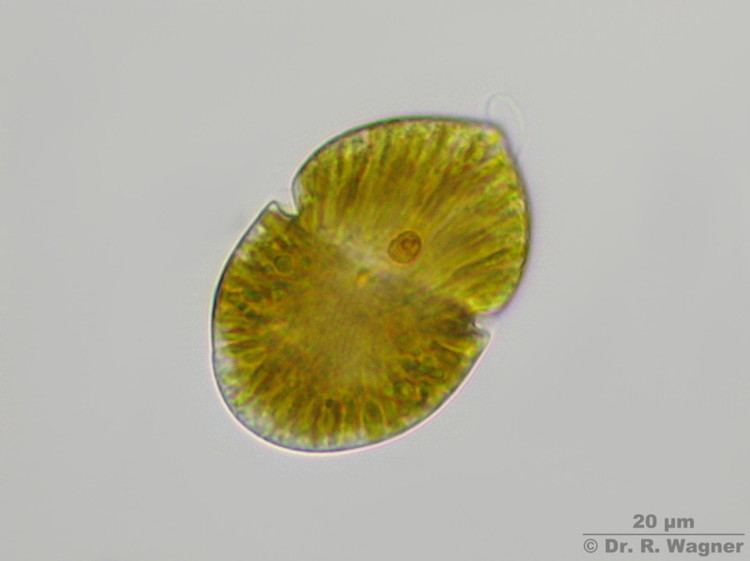 Gymnodinium Dinoflagellaten