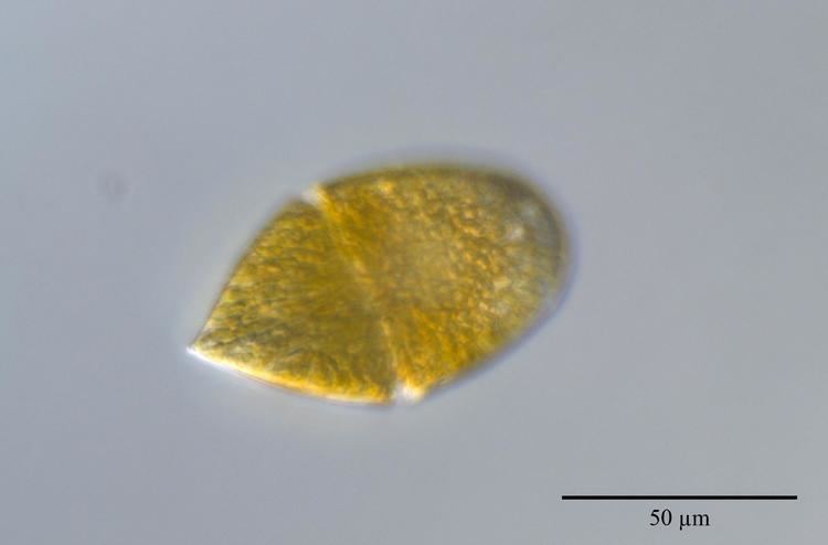 Gymnodinium Gymnodinium Stein Nordic Microalgae