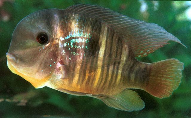 Gymnogeophagus Fish Identification