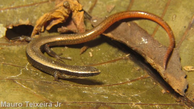 Gymnophthalmus CalPhotos Gymnophthalmus vanzoi