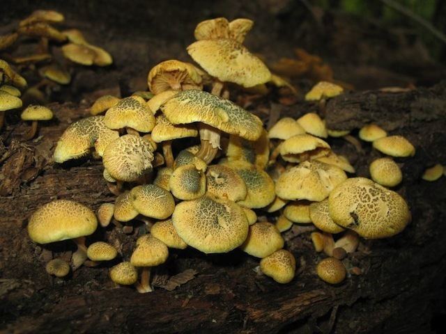 Gymnopilus aeruginosus Shroomery Gymnopilus aeruginosus