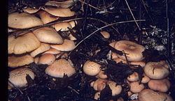 Gymnopilus aeruginosus httpsuploadwikimediaorgwikipediacommonsthu