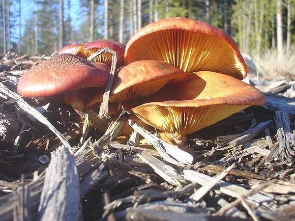 Gymnopilus aeruginosus Gymnopilus aeruginosus Mushroom Hunting and Identification