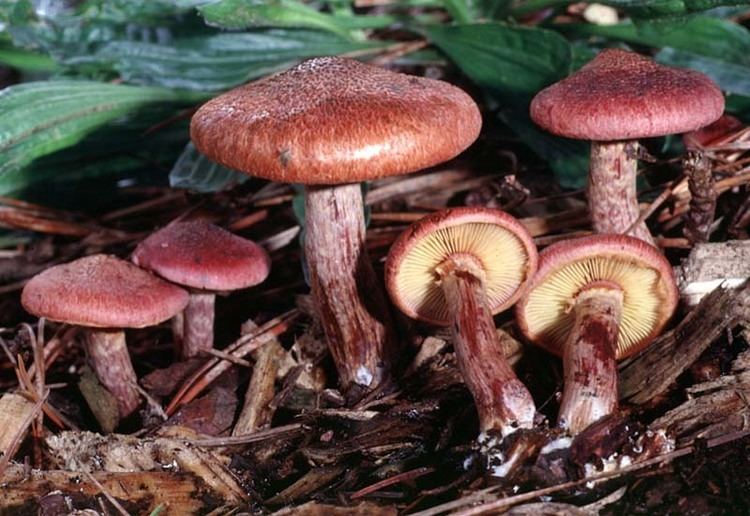 Gymnopilus aeruginosus California Fungi Gymnopilus luteofolius