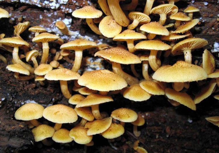 Gymnopilus aeruginosus Gymnopilus aeruginosus SPECIES AND STRAINS OF ENTEOGENIC PSILOCYBE