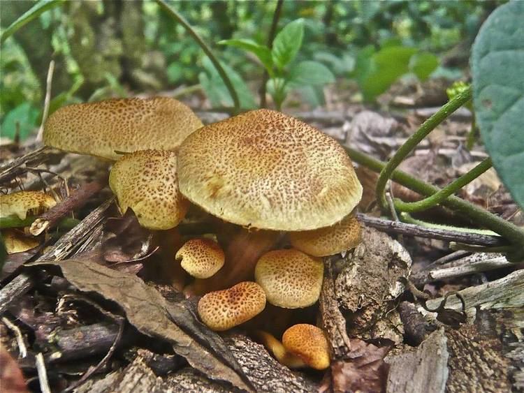 Gymnopilus aeruginosus Shroomery Gymnopilus aeruginosus