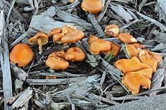 Gymnopilus echinulisporus httpsuploadwikimediaorgwikipediacommonsthu