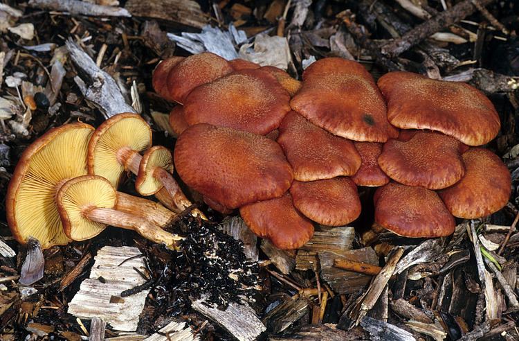 Gymnopilus luteofolius California Fungi Gymnopilus luteofolius