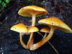 Gymnopilus luteoviridis httpsuploadwikimediaorgwikipediaenthumb3