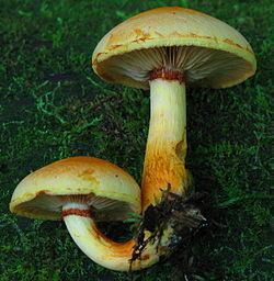 A yellow Gymnopilus luteus, a widely distributed mushroom of the Eastern United States.