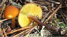 Gymnopilus picreus httpsuploadwikimediaorgwikipediacommonsthu