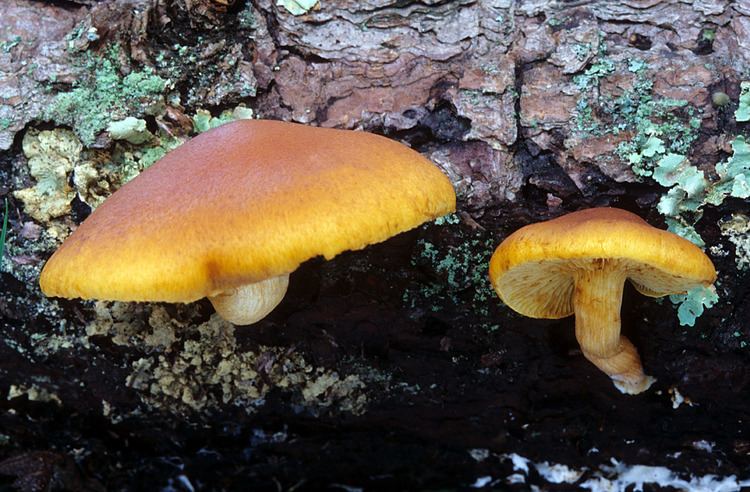 Gymnopilus sapineus California Fungi Gymnopilus sapineus