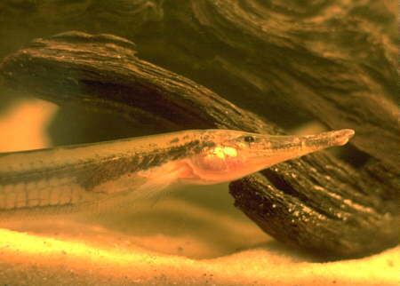 Gymnorhamphichthys Amazonian Fishes and their Habitat