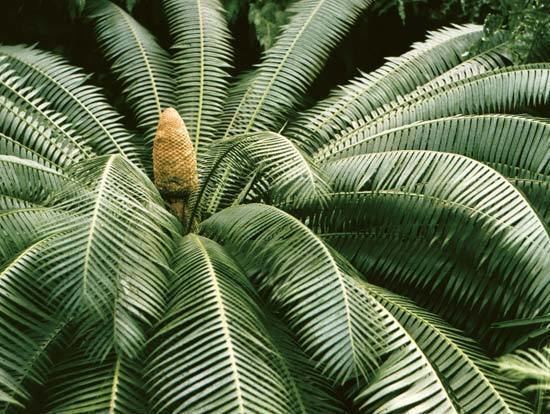 Gymnosperm gymnosperm plant Britannicacom