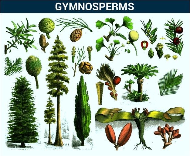 Gymnosperm Gymnosperms Examples Characteristics amp Their Classification