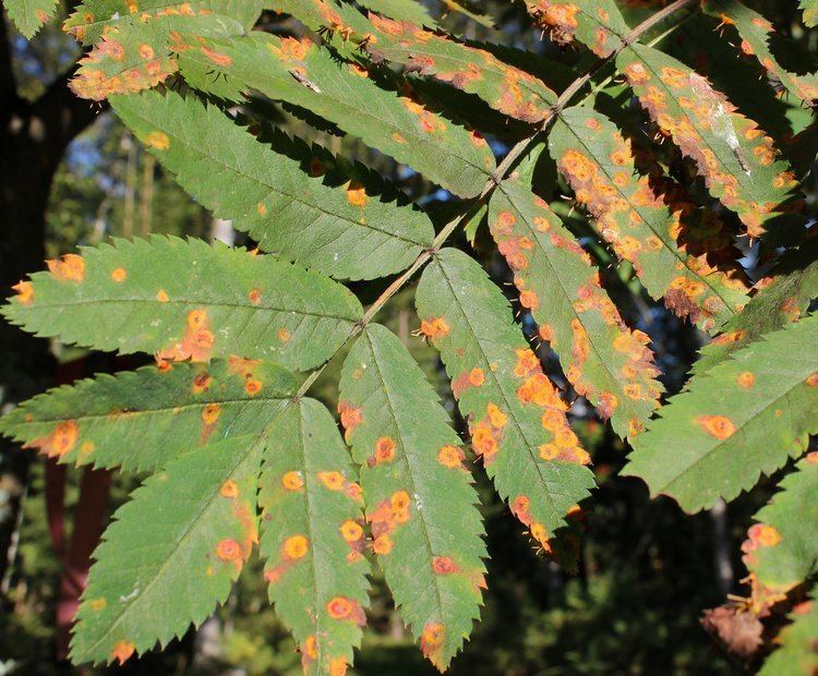 Gymnosporangium FileGymnosporangium cornutum Simo 20120825 01JPG Wikimedia Commons