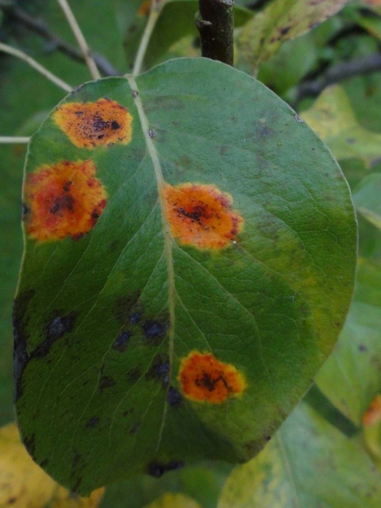Yellow-orange spots on a leaf as indication of the Gymnosporangium sabinae disease
