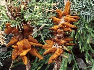 Gymnosporangium sabinae growing on the barks
