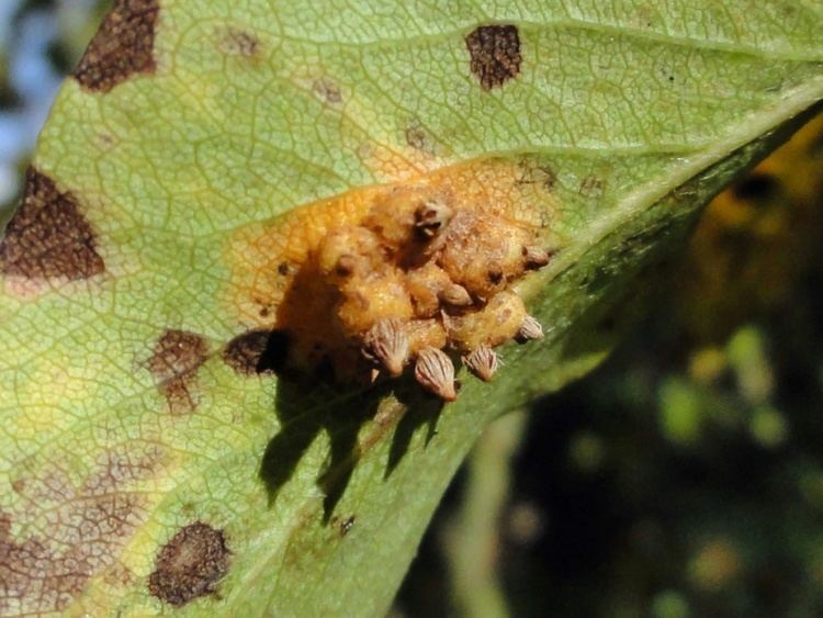 Gymnosporangium sabinae on a leaf