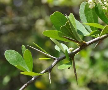 Gymnosporia Gymnosporia buxifolia Plantz Africa