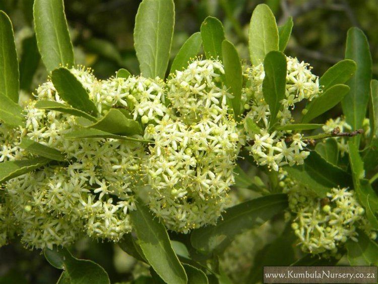 Gymnosporia Gymnosporia buxifolia Kumbula Indigenous Nursery