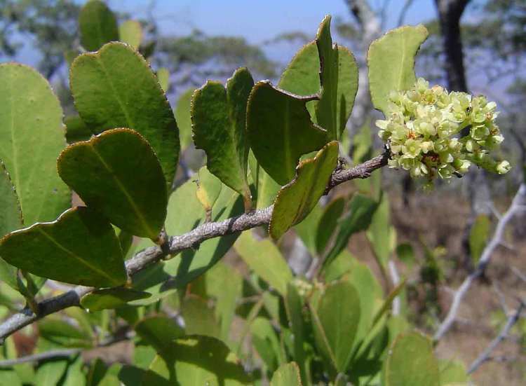 Gymnosporia Flora of Zimbabwe Species information individual images