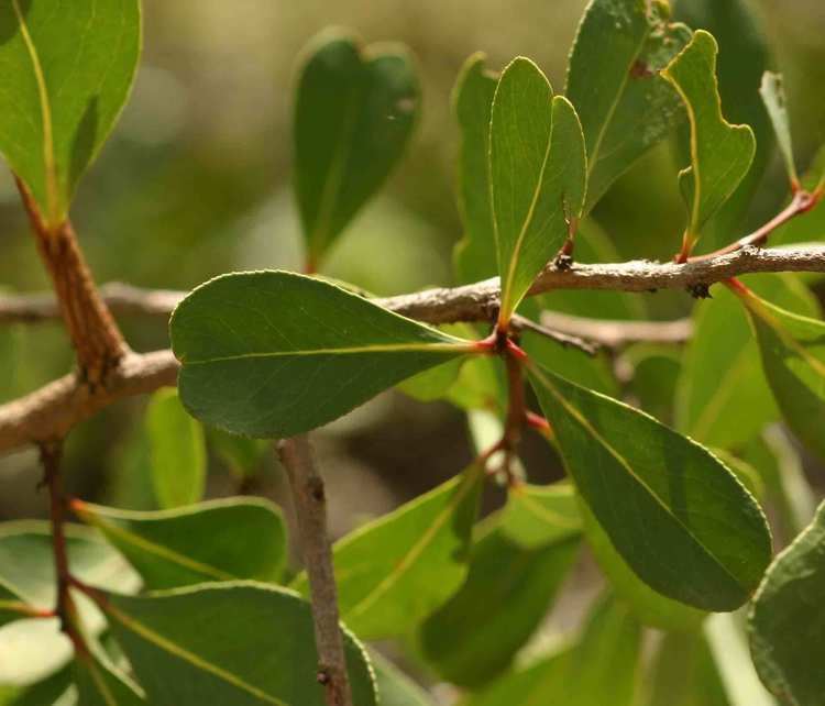 Gymnosporia Flora of Zimbabwe Species information individual images