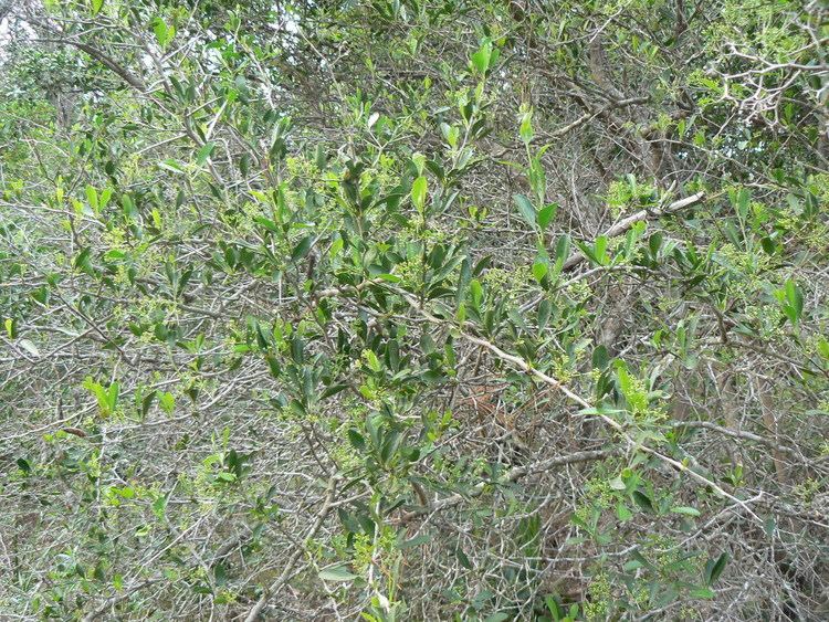 Gymnosporia heterophylla FileGymnosporia heterophylla Spikethorn security hedge Cape