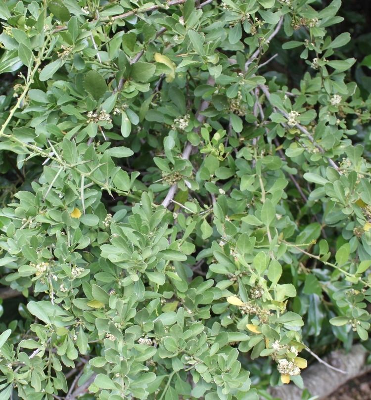Gymnosporia heterophylla FileGymnosporia heterophylla African Spikethorn tree 99jpg