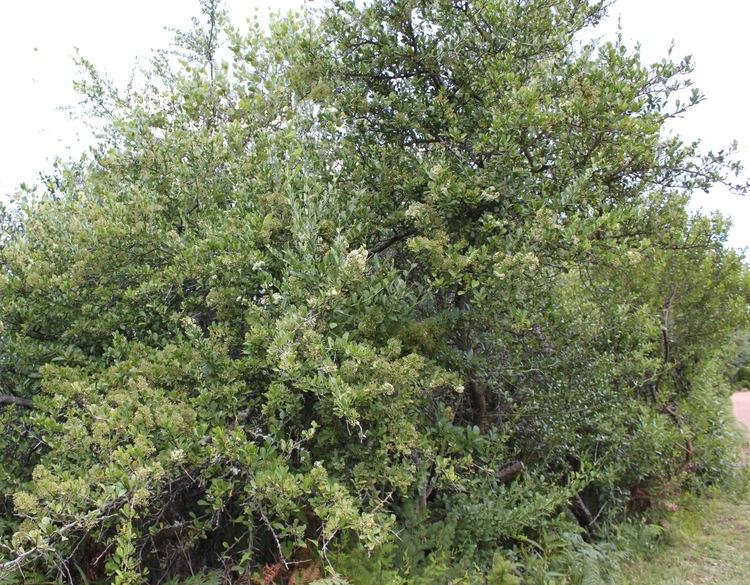 Gymnosporia heterophylla FileGymnosporia heterophylla African Spikethorn tree 6jpg