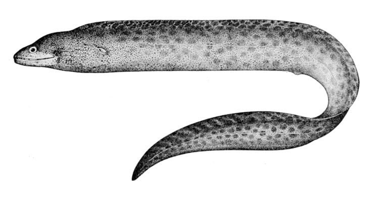 Gymnothorax philippinus
