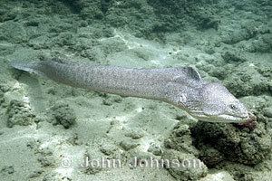 Gymnothorax pictus Peppered Moray Gymnothorax pictus