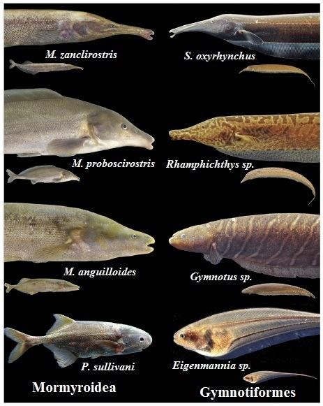 Gymnotiformes httpsecomorphfileswordpresscom201304fig1jpg