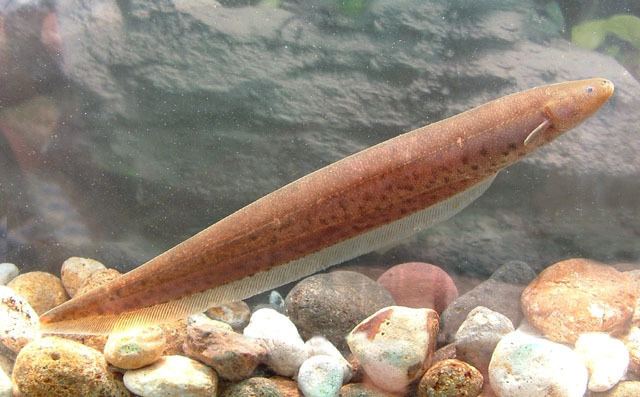 Gymnotus Fish Identification