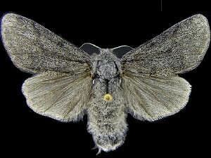 Gynaephora groenlandica Moth Photographers Group Gynaephora groenlandica 8291