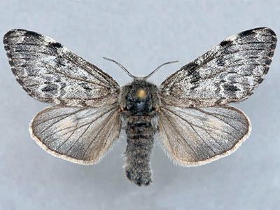 Gynaephora groenlandica Arctic Woolly Bear Moth Facts and Adaptations Gynaephora groenlandica