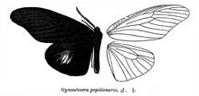Gynautocera papilionaria httpsuploadwikimediaorgwikipediacommonsthu