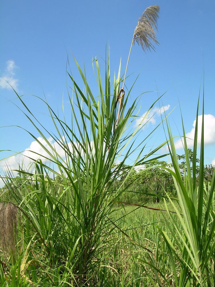 Gynerium Poaceae Gynerium sagittatum Annually flooded plains Pad Flickr