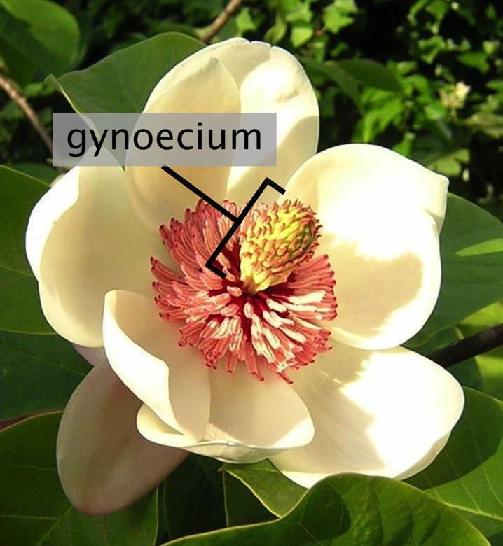 Gynoecium
