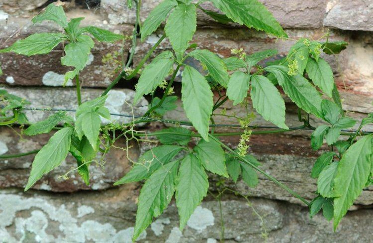 Gynostemma pentaphyllum Jiaogulan Gynostemma Pentaphyllum Overview Health Benefits Side