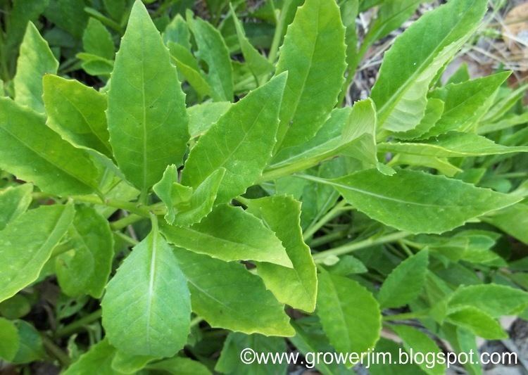 Gynura Garden Adventures Longevity spinach Gynura procumbens