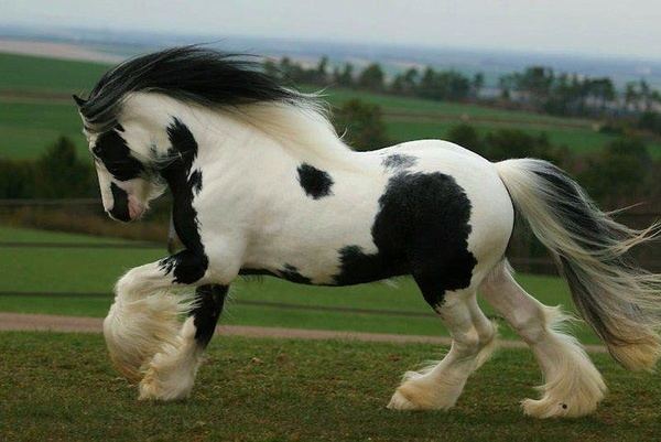 Gypsy horse Gypsy Horse Info Origin History Pictures Horse Breeds