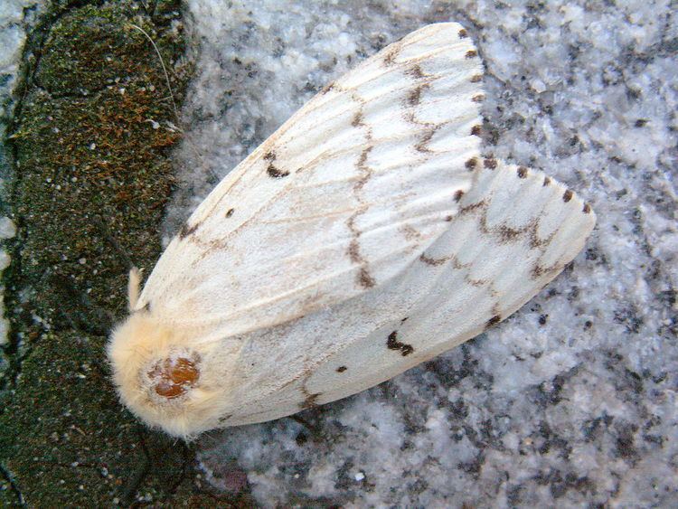 Gypsy moths in New Zealand